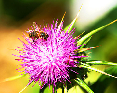 Feeding bee on thistle
